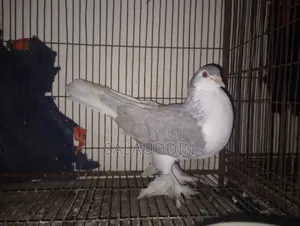 Silver Sirazi Female Pigeon