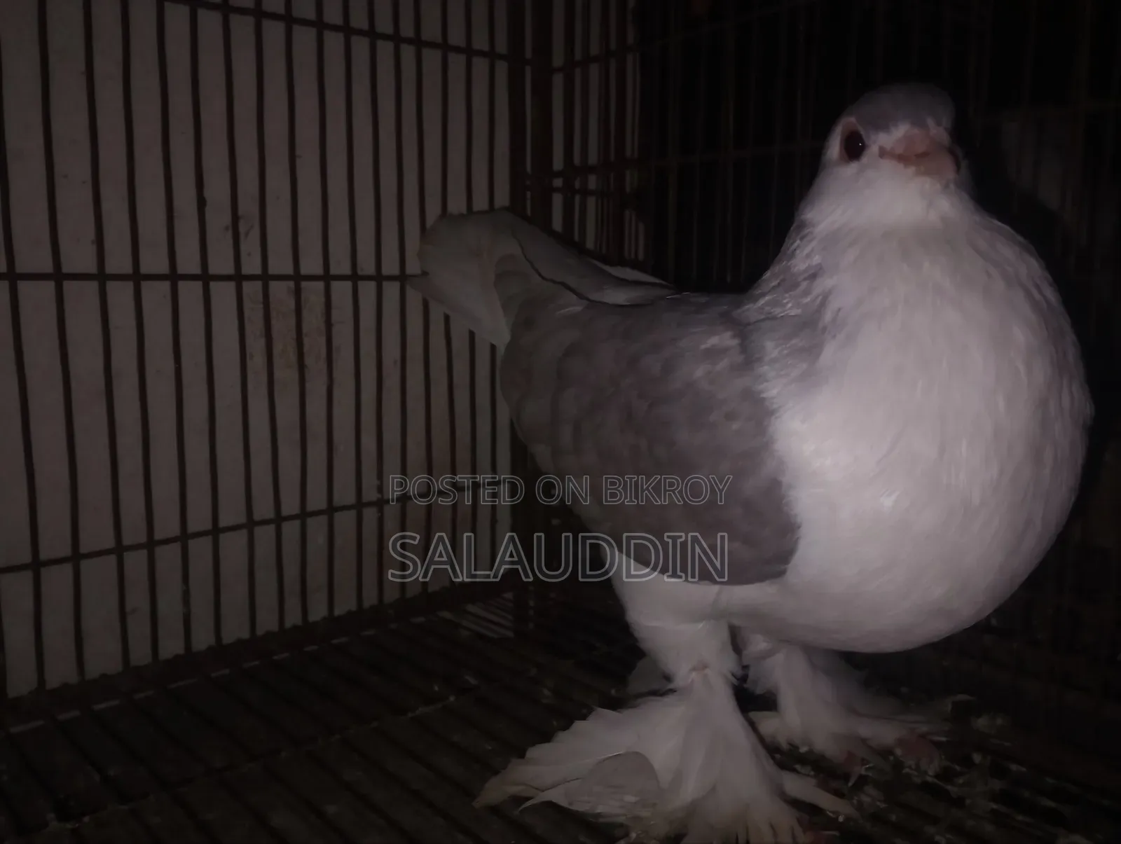 Silver Sirazi Female Pigeon