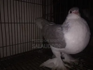Silver Sirazi Female Pigeon