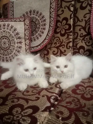 1-3 months Male Purebred Persian