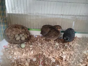 King Quail Breeding Pair