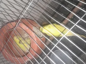 Running Lutino Budgies