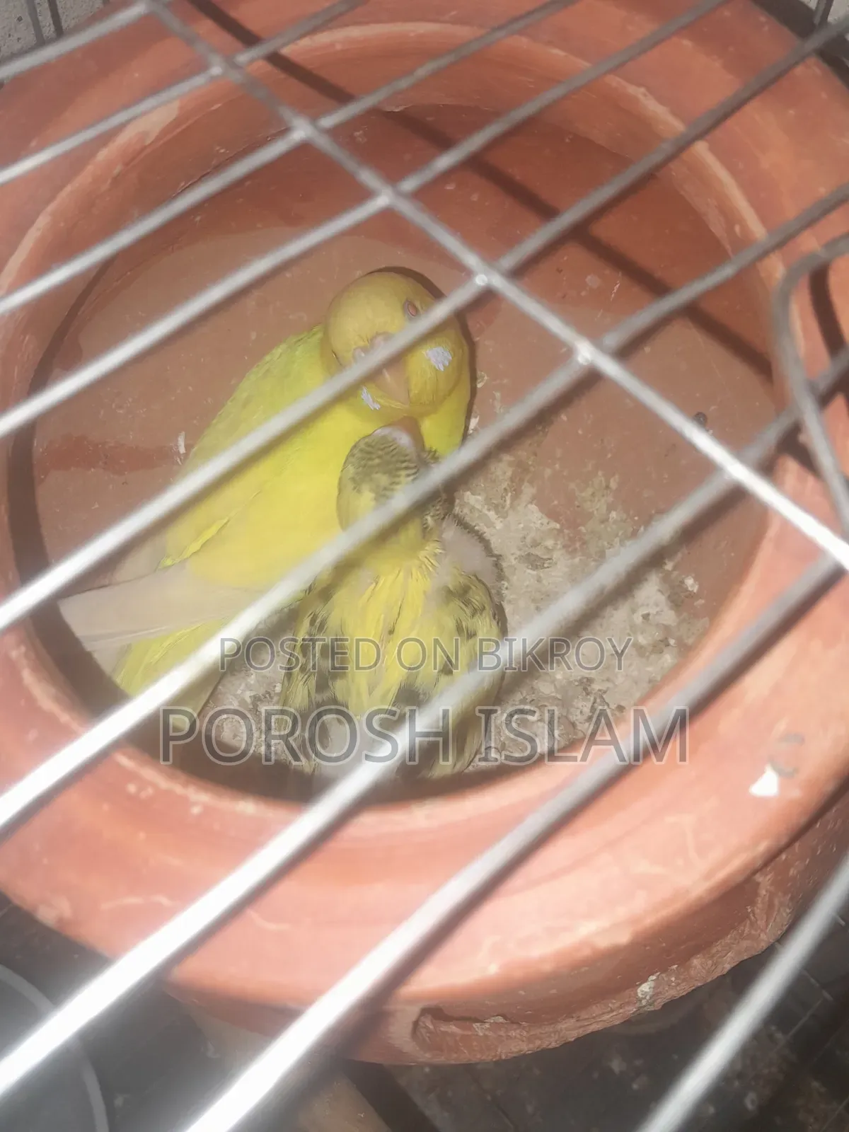 Running Lutino Budgies