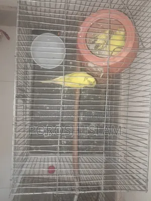 Running Lutino Budgies