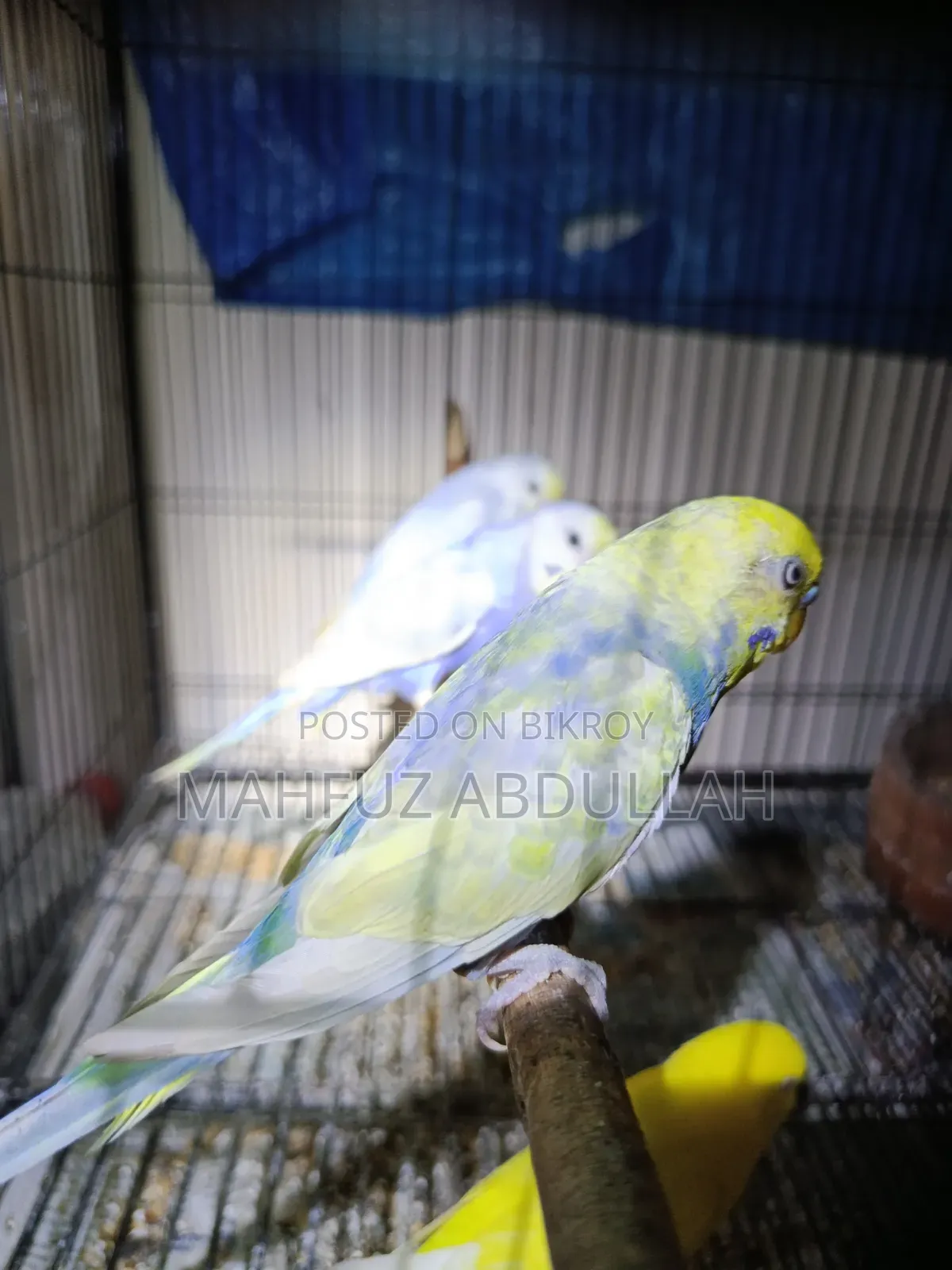 বাজরিগার রানিং মেল