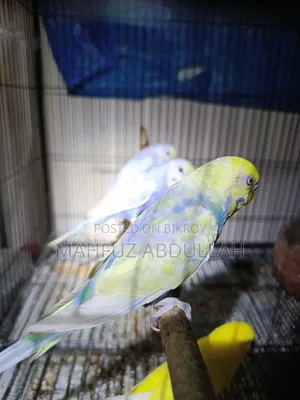 Budgerigar Running Male