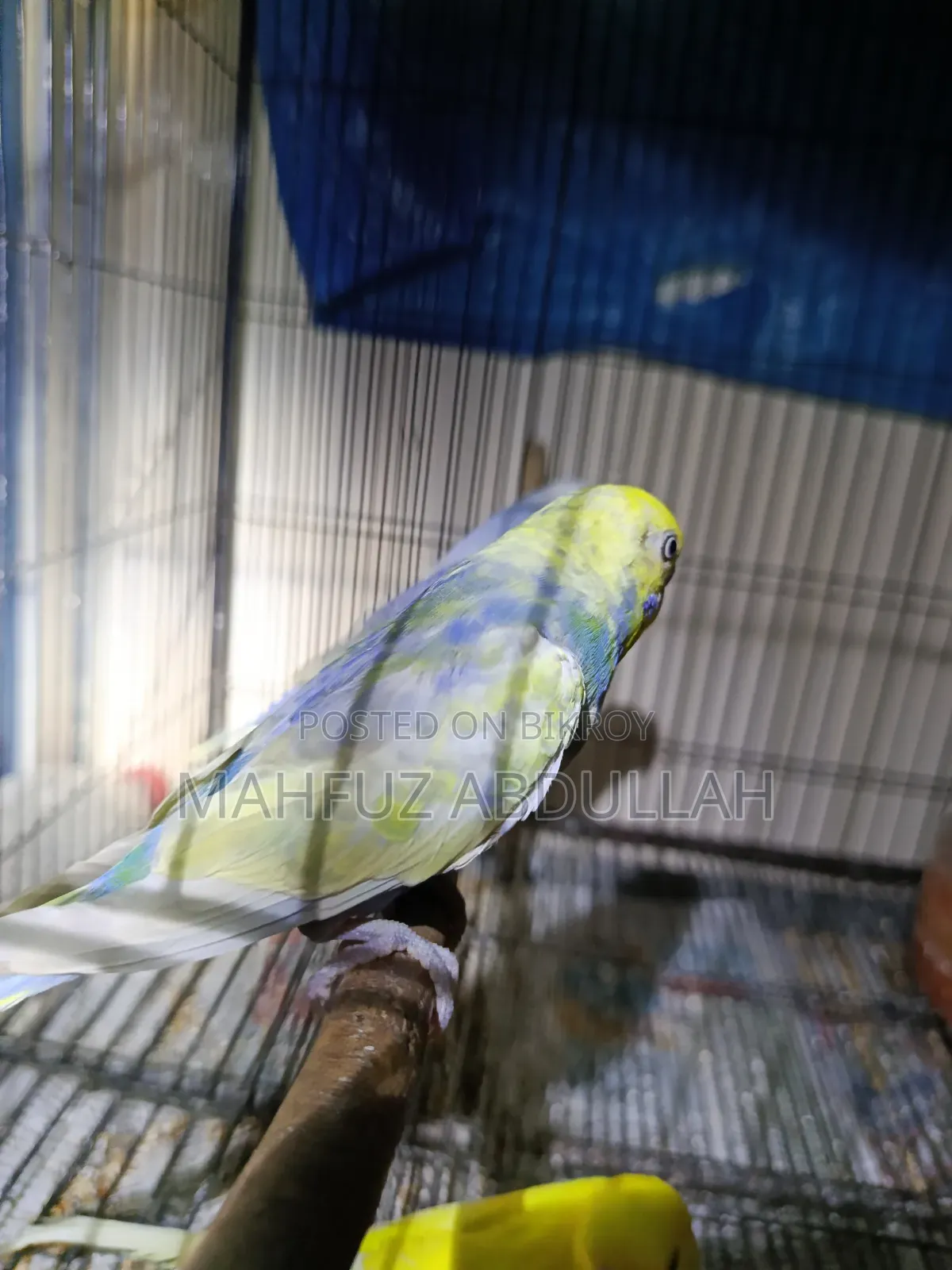 বাজরিগার রানিং মেল
