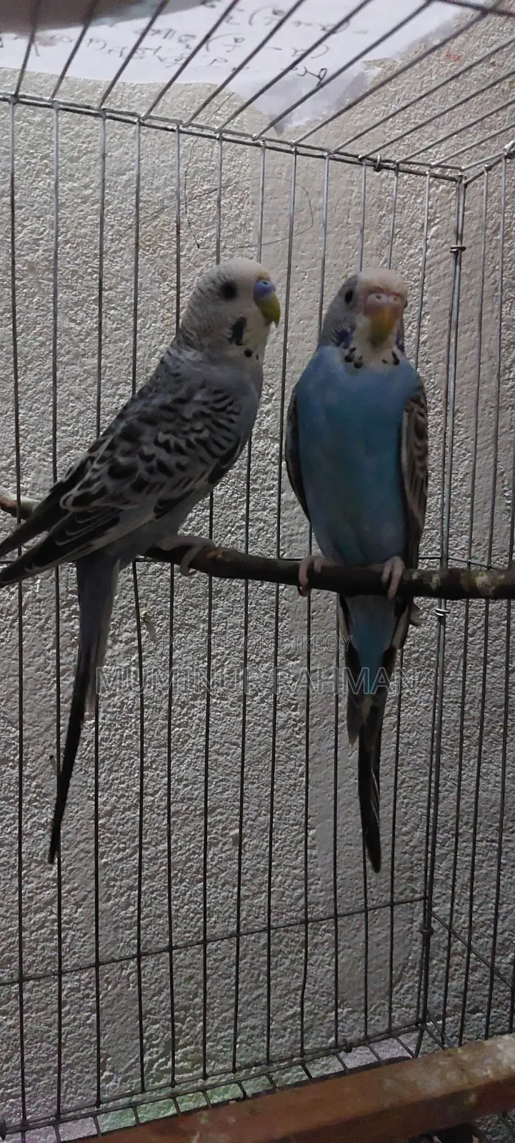 Full Audalt Budgies