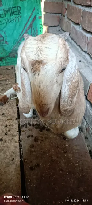 হালকা বাদামী রঙের ছাগল