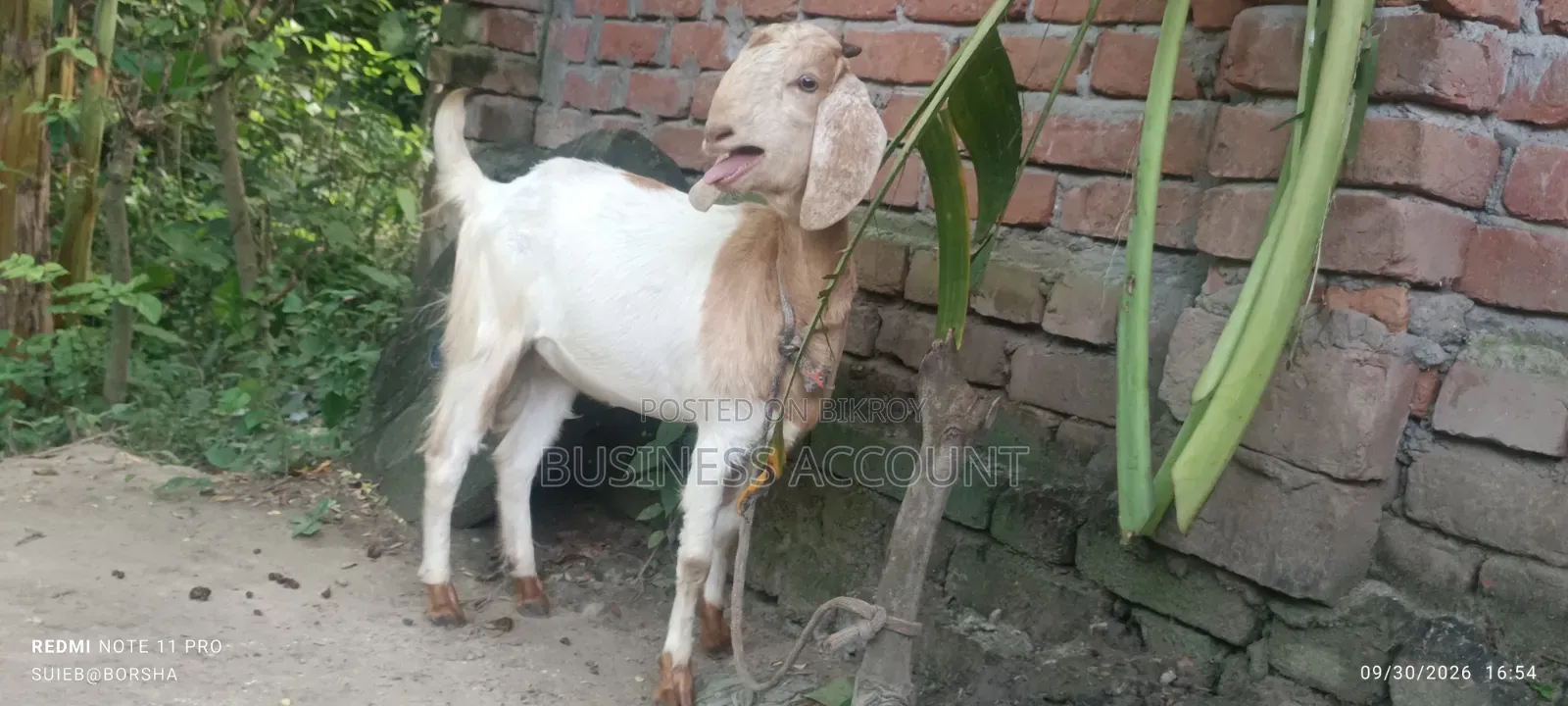 হালকা বাদামী রঙের ছাগল
