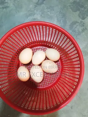 Doll Face Silkie, Brahma, and Golden Sebright Hatching Eggs and Chicks