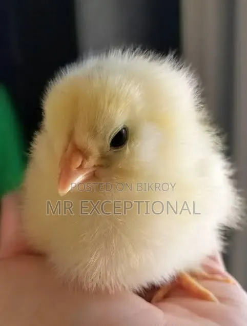 Doll Face Silkie, Brahma, and Golden Sebright Hatching Eggs and Chicks