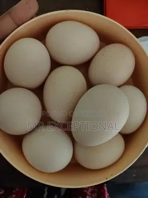 Doll Face Silkie, Brahma, and Golden Sebright Hatching Eggs and Chicks
