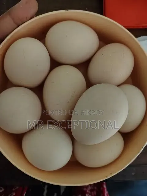 Doll Face Silkie, Brahma, and Golden Sebright Hatching Eggs and Chicks