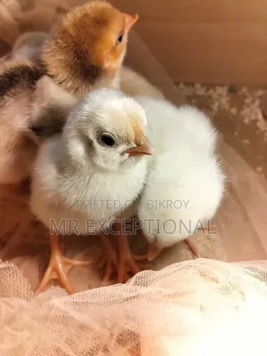 Doll Face Silkie, Brahma, and Golden Sebright Chickens