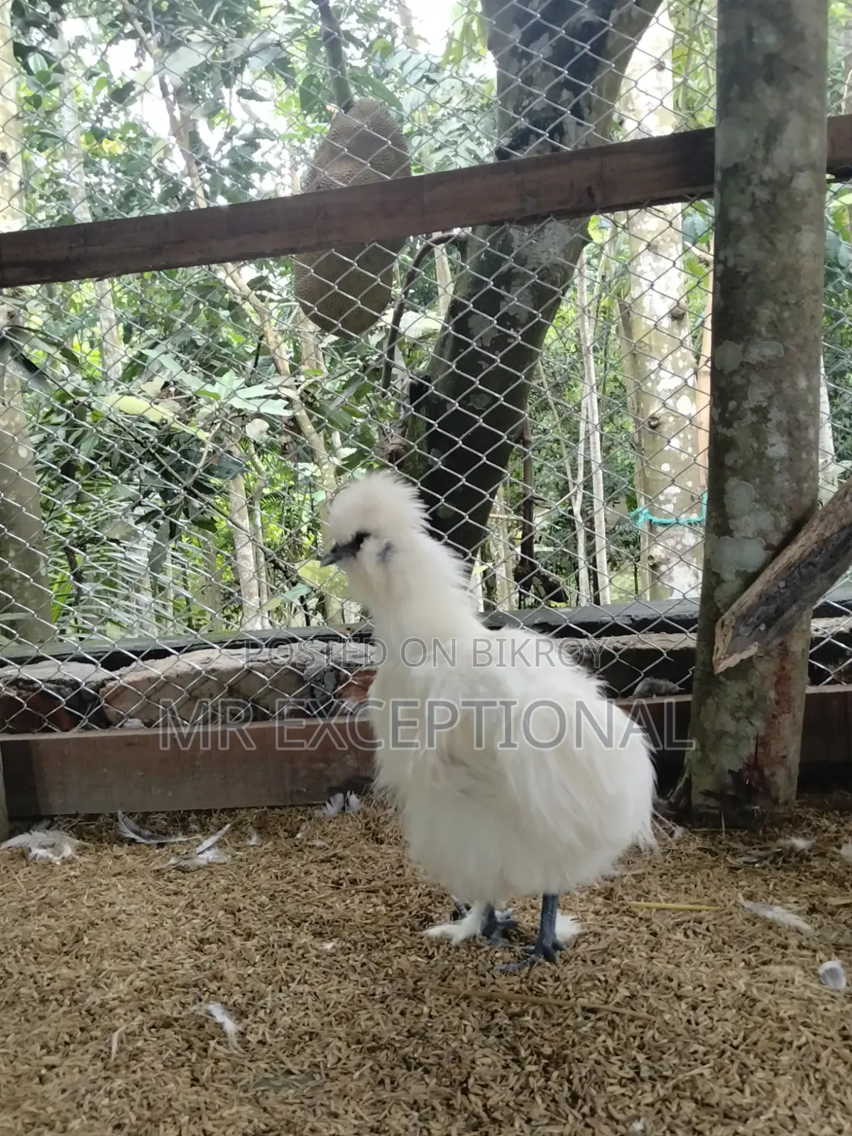 Doll Face Silkie, Brahma, and Golden Sebright Chickens