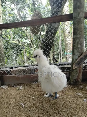 Doll Face Silkie, Brahma, and Golden Sebright Chickens