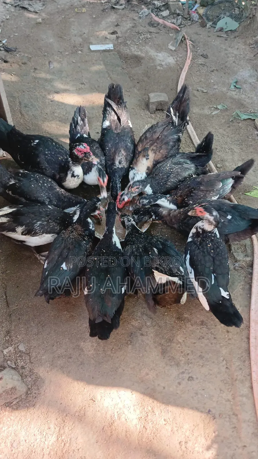 Muscovy Duck, Chini Has