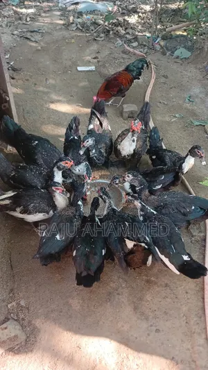 Muscovy Duck, Chini Has