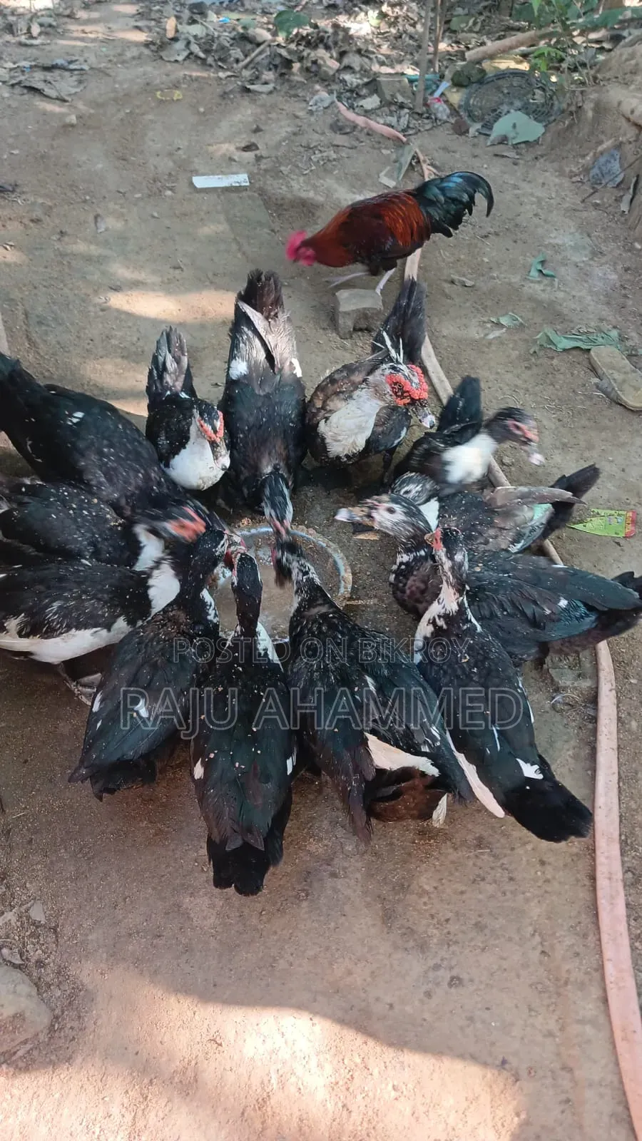 Muscovy Duck, Chini Has