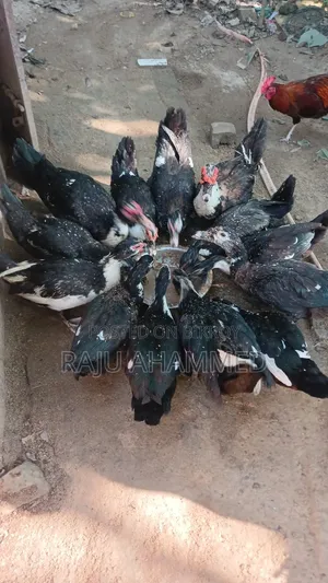 Muscovy Duck, Chini Has