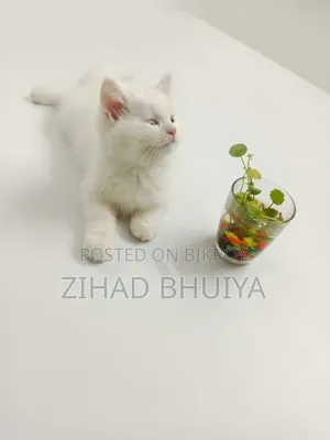 ১-৩ মাস বয়সী পুরুষ খাঁটি ব্রিটিশ শর্টহেয়ার