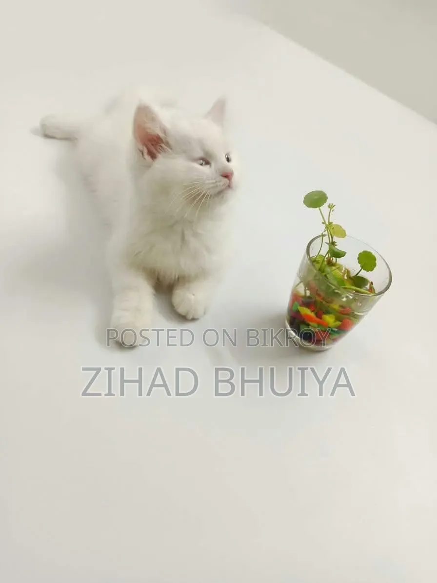 ১-৩ মাস বয়সী পুরুষ খাঁটি ব্রিটিশ শর্টহেয়ার