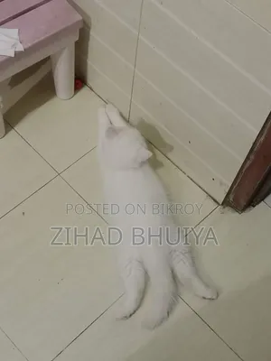 ১-৩ মাস বয়সী পুরুষ খাঁটি ব্রিটিশ শর্টহেয়ার