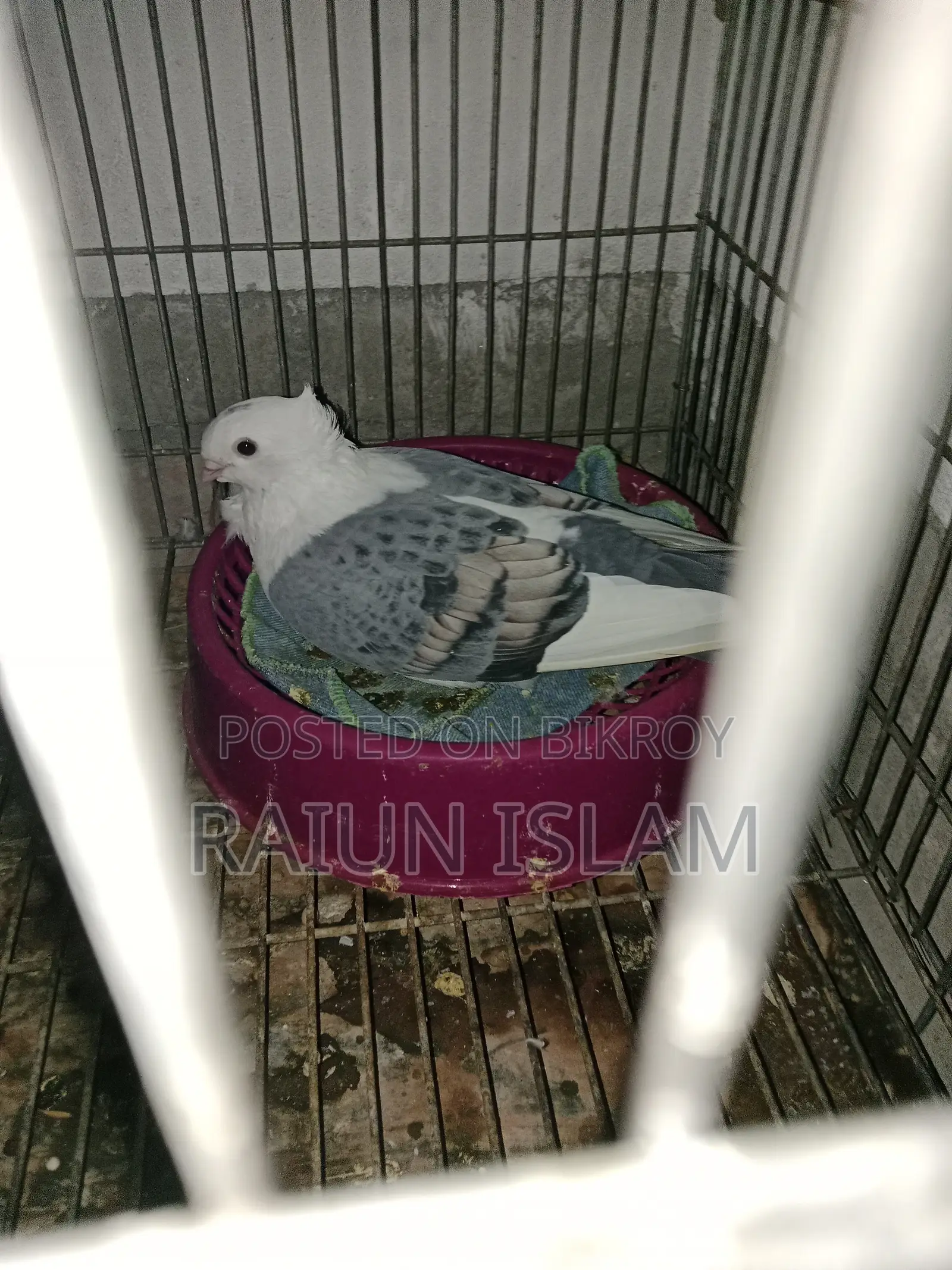 Sertin Pigeon
