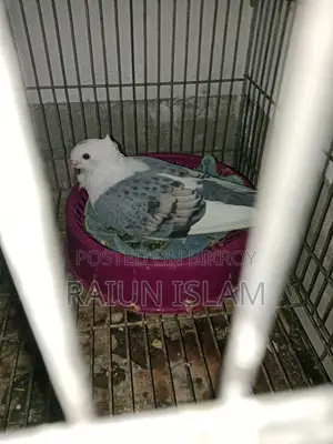 Sertin Pigeon
