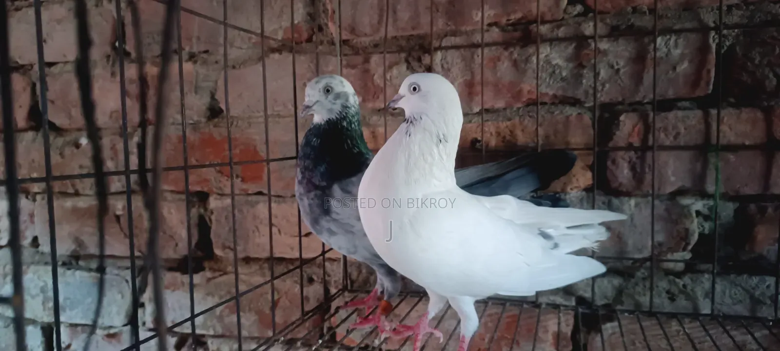 Pigeon Pair