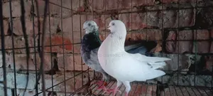 Pigeon Pair