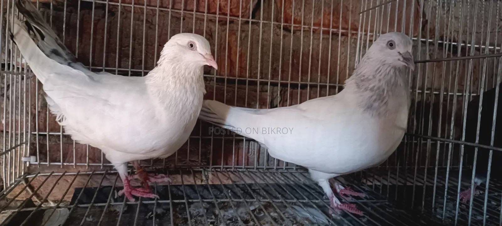 Pigeon Pair