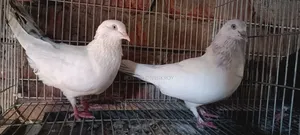 Pigeon Pair