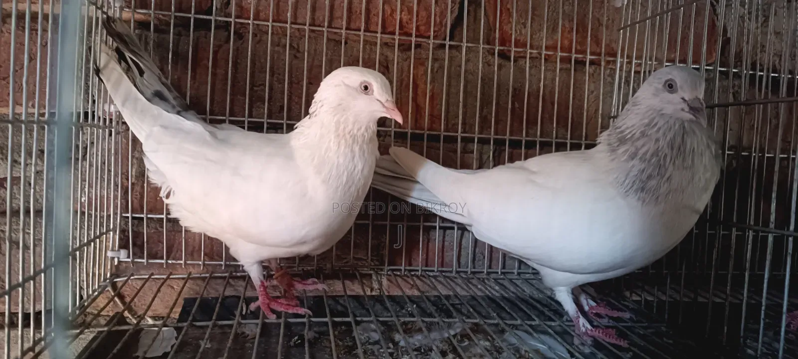 Pigeon Pair