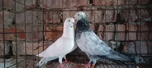 Pigeon Pair