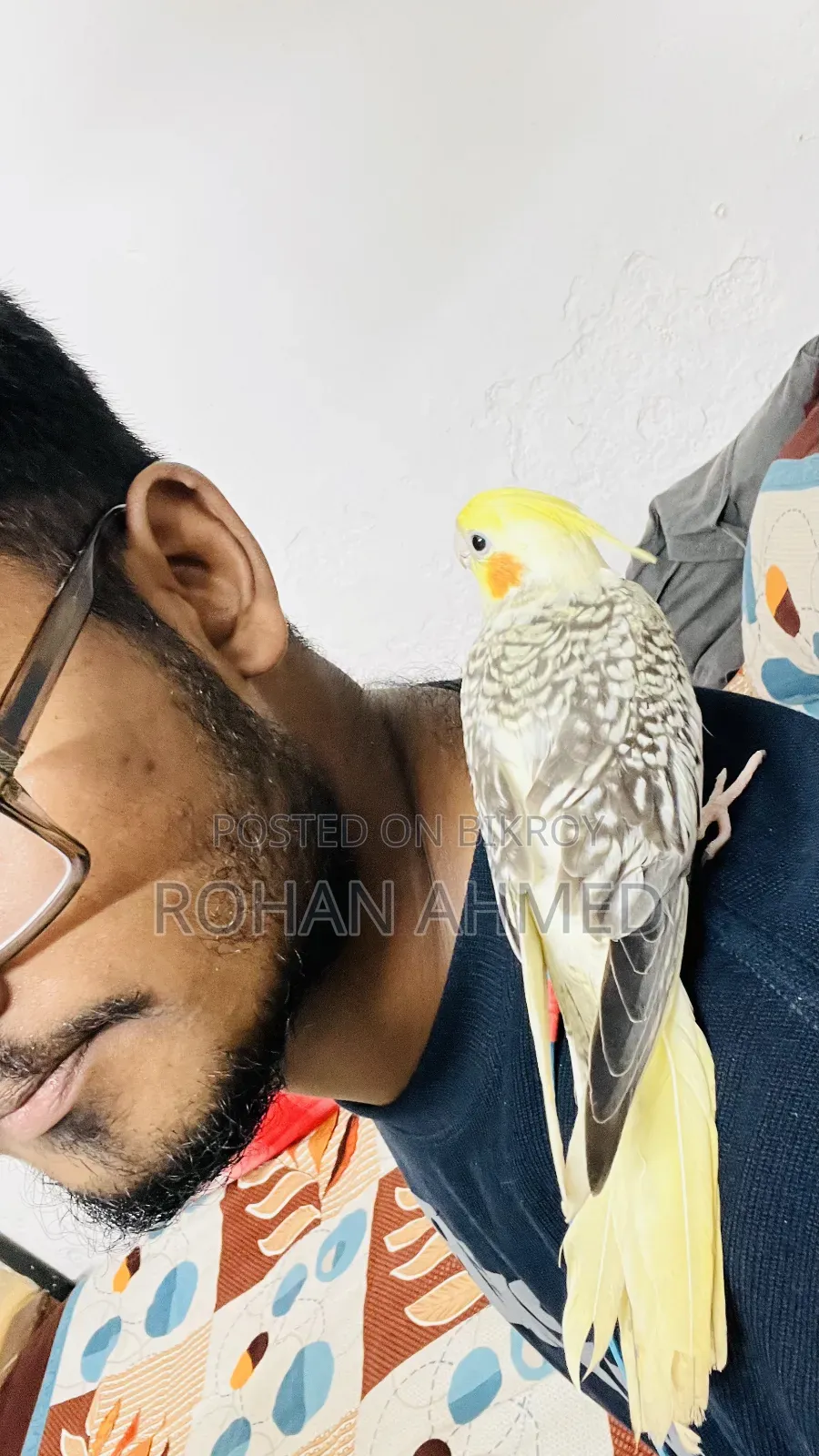 Tame Cockatiel