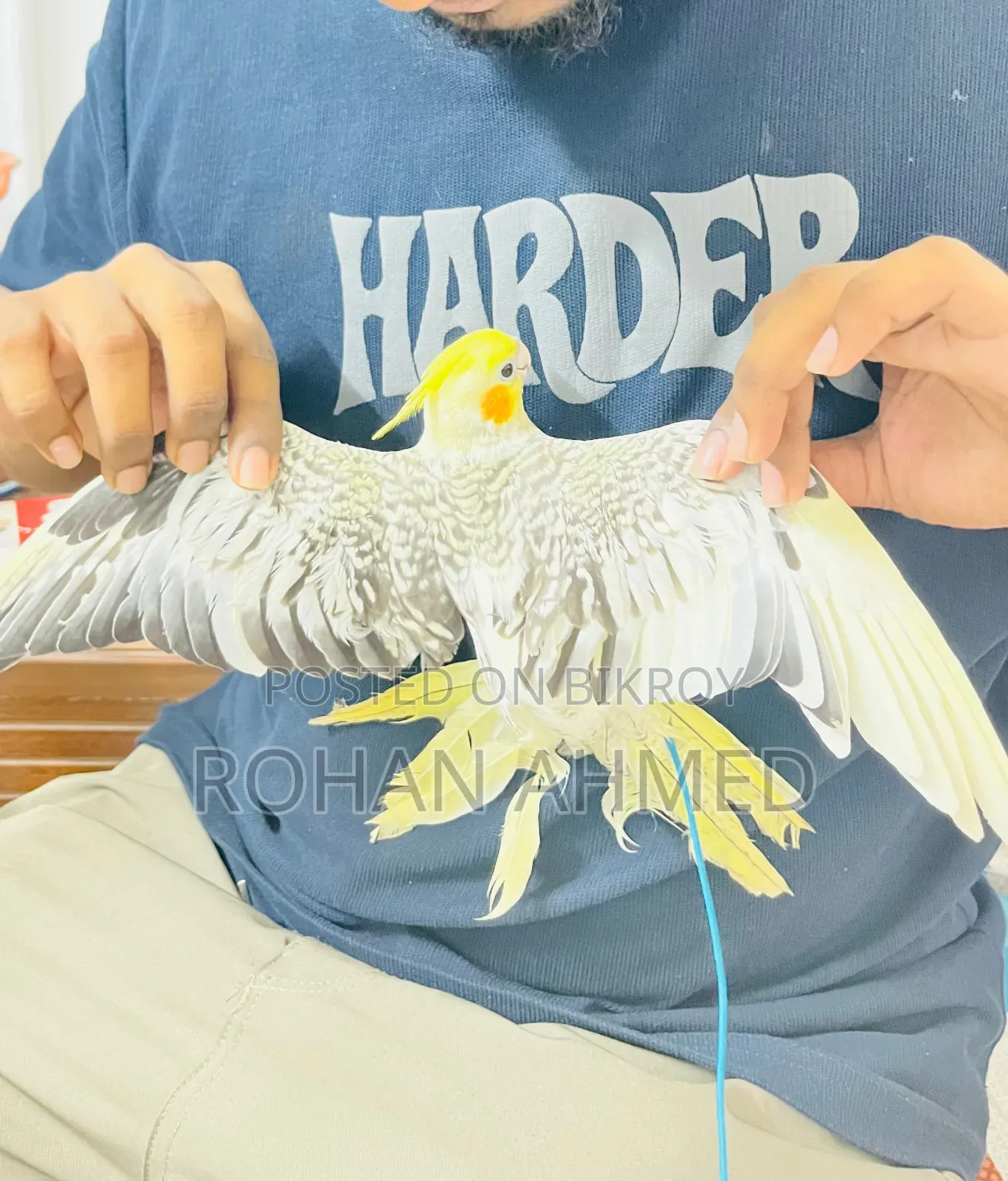 Tame Cockatiel