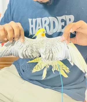 Tame Cockatiel