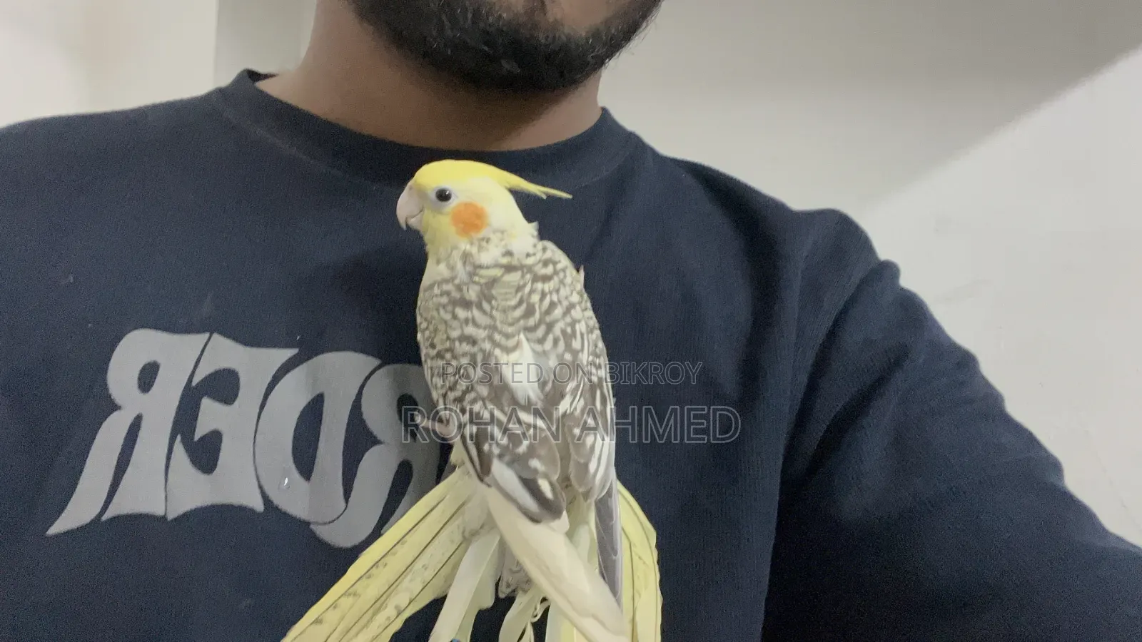 Tame Cockatiel