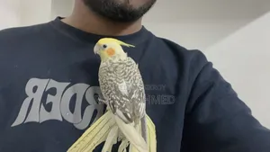 Tame Cockatiel