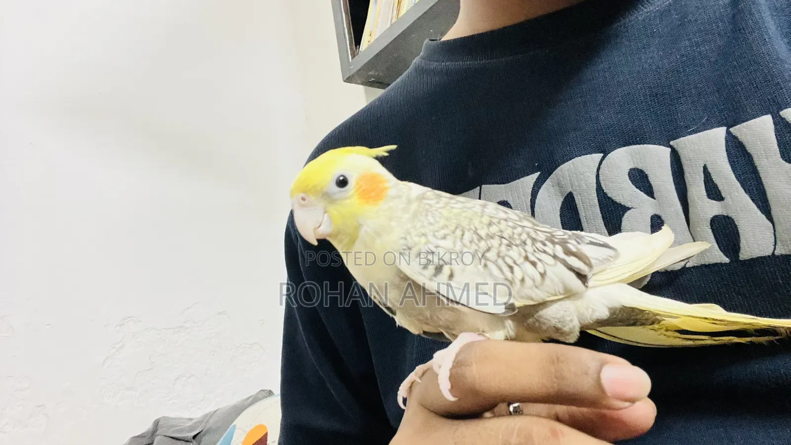 Tame Cockatiel