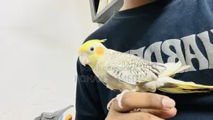 Tame Cockatiel