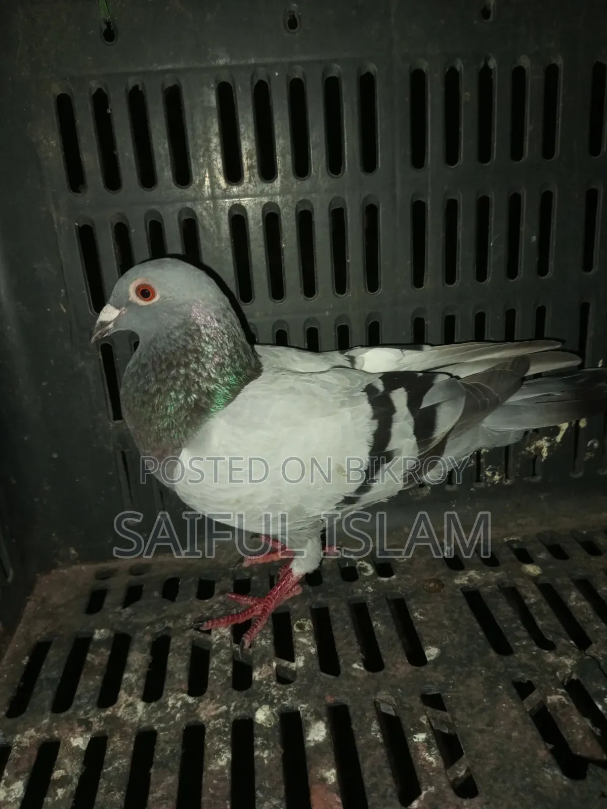 Sabji Racer Female for Sale