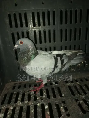 Sabji Racer Female for Sale