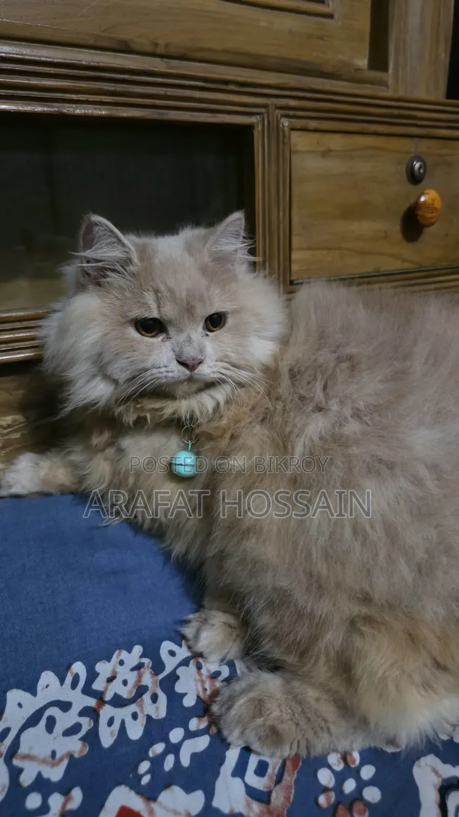 6-12 months Male Purebred Persian