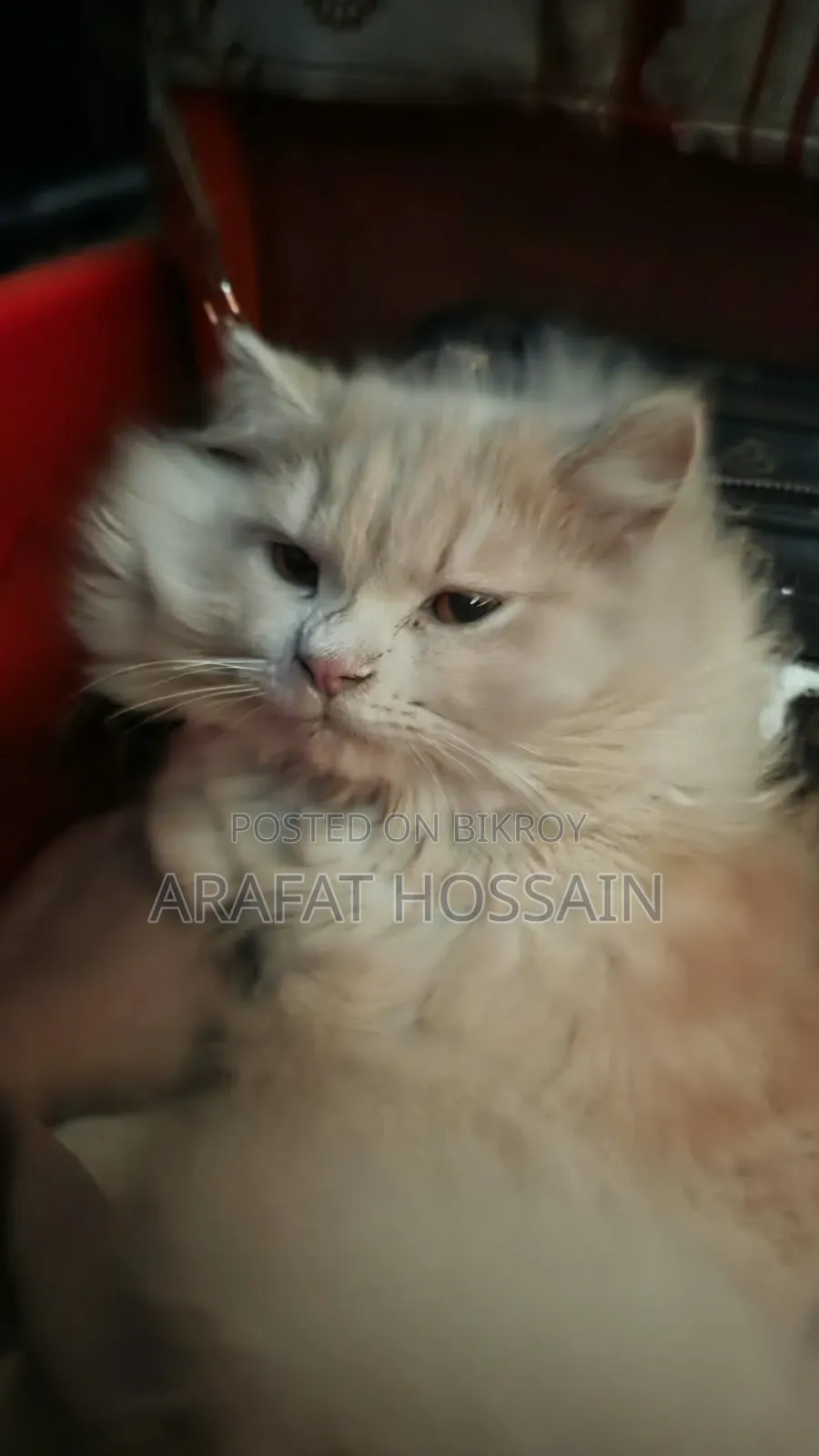 6-12 months Male Purebred Persian