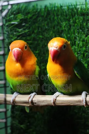গ্রিন অপালিন লাভ বার্ড