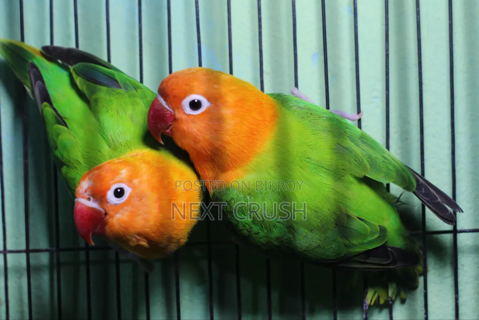 গ্রিন অপালিন লাভ বার্ড