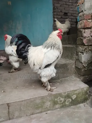 American Light Brahma